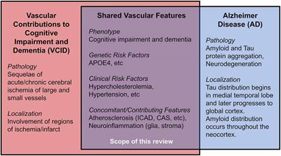 Cholesterol, Atherosclerosis, and APOE in Vascular Contributions to Cognitive Impairment and Dementia (VCID): Potential Mechanisms and Therapy